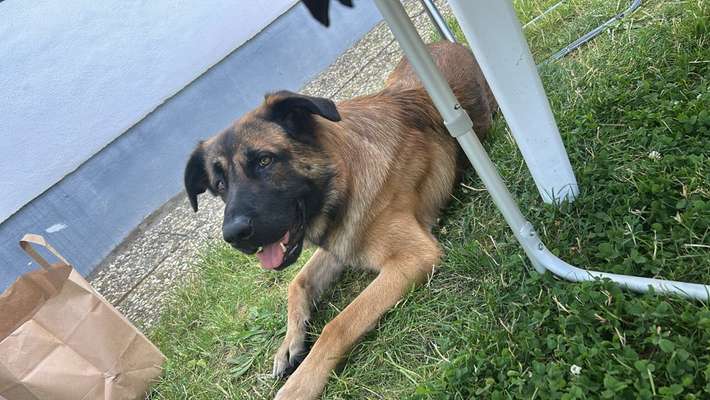 Hundetreffen-Gassirunde-Bild