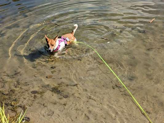 Hundetreffen-Jack Russell Treff-Bild