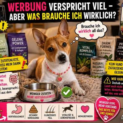 🐾 Werbung verkauft Träume – wir Hunde brauchen Futter.-Beitrag-Bild