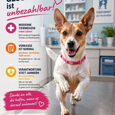Tierarztkosten & Versicherungen: Realität statt Gejammer!-Beitrag-Bild