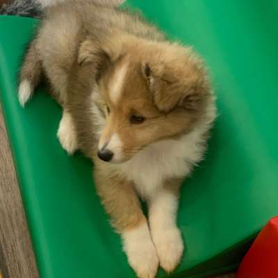 Hundetreffen-Hundefreunde gesucht-Bild