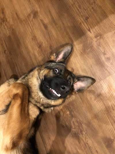 Postet das beste Foto von euren 4 beinern-Beitrag-Bild