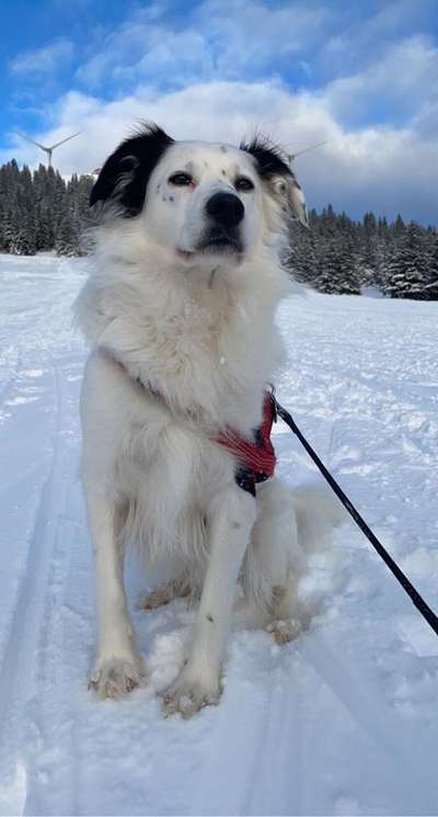 Mischlinge raten - Rätselspaß-Beitrag-Bild