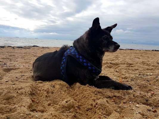 Eure schönsten Urlaubsfotos mit euren Lieblingen auf vier Pfoten-Beitrag-Bild