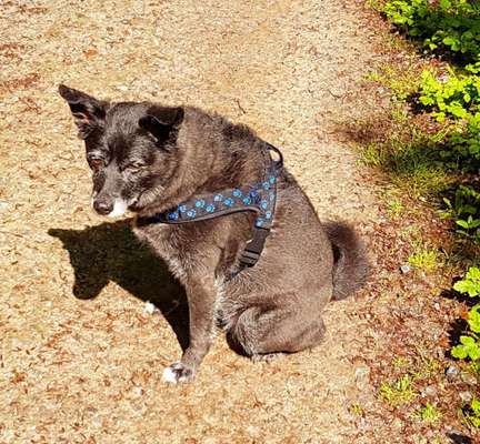 Die Dogorama Kalender Challenge 4/4-Beitrag-Bild