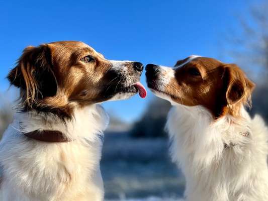 Dogorama Photo Challenge - Winterstimmung-Beitrag-Bild