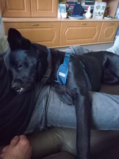 TierschutzhundeStammtisch🐕-Beitrag-Bild