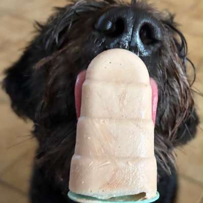 🍦 Hundeeis im Sommer: Abkühlung oder unterschätztes Risiko?-Beitrag-Bild