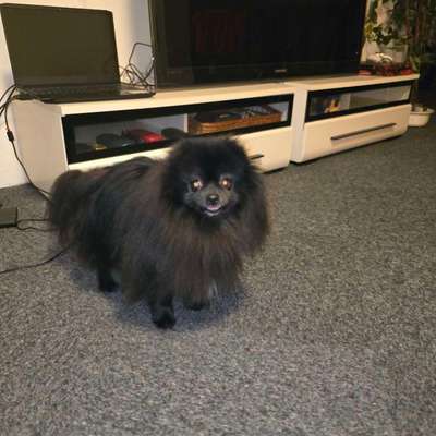 Suchmeldung-Kodi-Bild