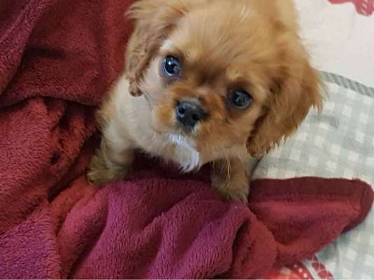 Welpen Bilder !-Beitrag-Bild