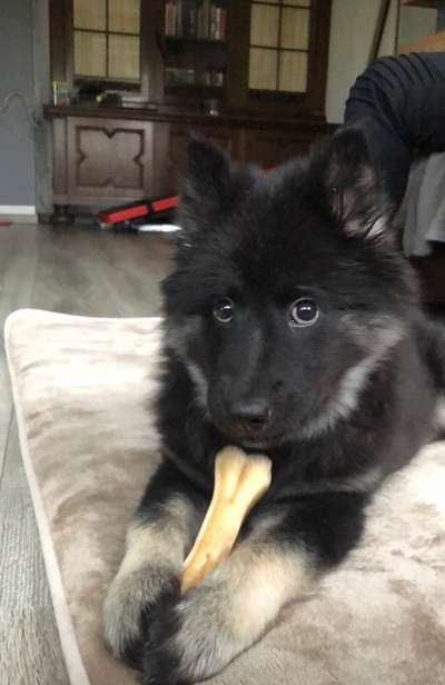 Die besten Hundeblicke 🐾❤️-Beitrag-Bild