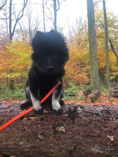 Reinrassige Hunde?-Beitrag-Bild