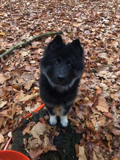 Die besten Hundeblicke 🐾❤️-Beitrag-Bild