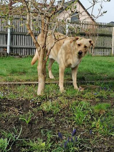 Die Dogorama Monats Challenge "Es grünt und blüht"-Beitrag-Bild