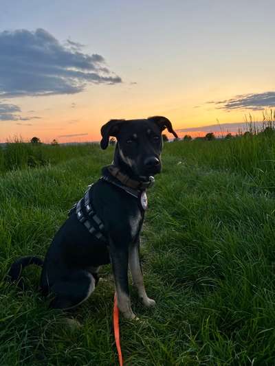 Hundetreffen-Gassi- und Spielfreunde gesucht-Bild