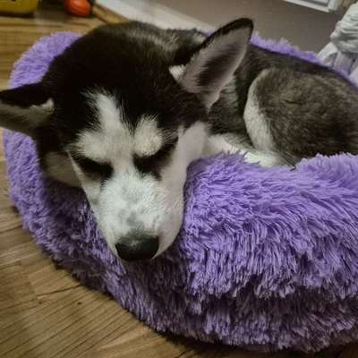 Hundetreffen-Spazieren oder spielen