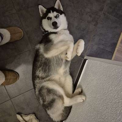 Hundetreffen-Spazieren oder spielen