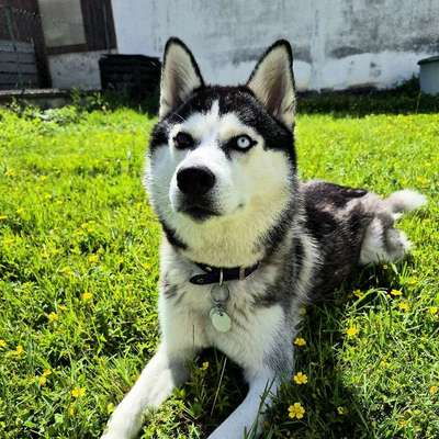 Hundetreffen-Spazieren oder spielen