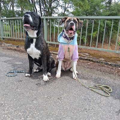 Hundetreffen-Gemeinsam unterwegs-Bild