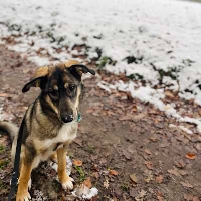 Hundetreffen-Junghund - gerne treffen zum Spielen und Trainieren-Bild