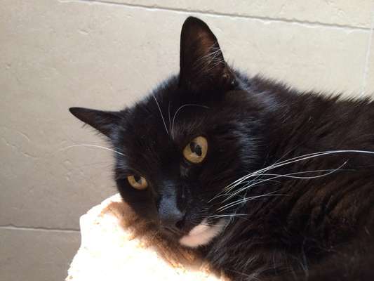 Unsere Fellnasen im Regenbogenland-Beitrag-Bild