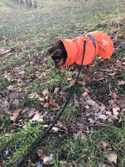 Hundemantel Hurtta Bare Winterjacke - Erfahrungen-Beitrag-Bild