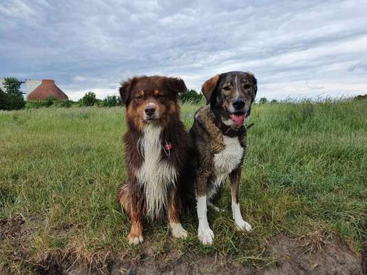 Hundetreffen-Regelmäßige Gassirunden-Bild