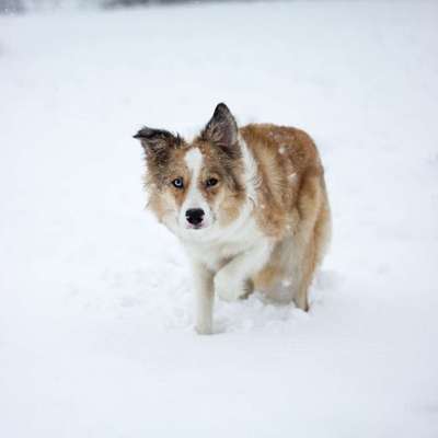 Hundetreffen-Treffen-Bild