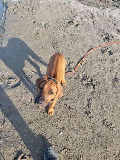 Rhodesian Ridgeback-Beitrag-Bild