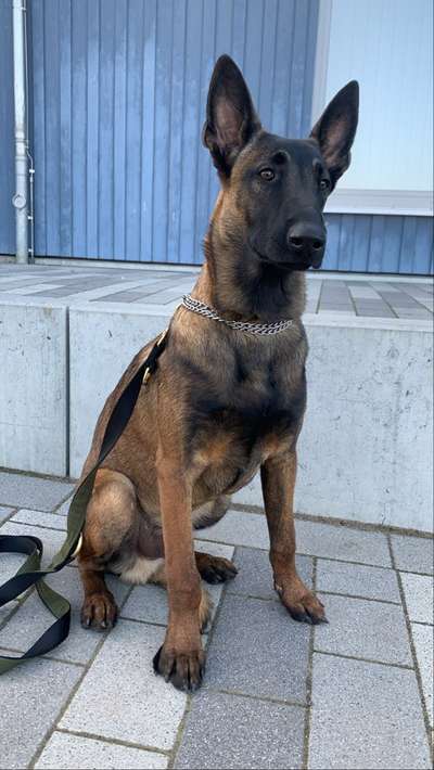 IGP- Fährten, Unterordnung, Schutzdienst-Beitrag-Bild