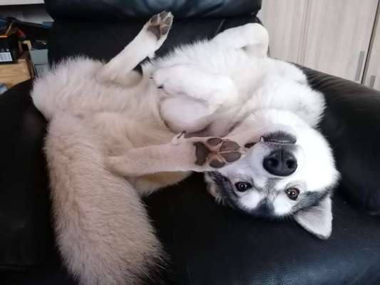 Zeigt mir die lustigsten Schlafpositionen eurer Fellnasen-Beitrag-Bild