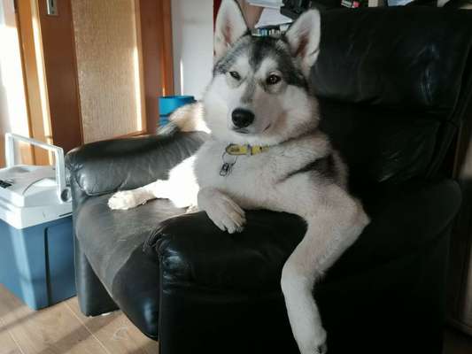 Nordische Hunde-Beitrag-Bild