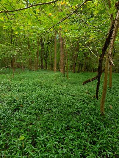 Hundeauslaufgebiet-Rotwildpark/Wald Stuttgart West-Bild