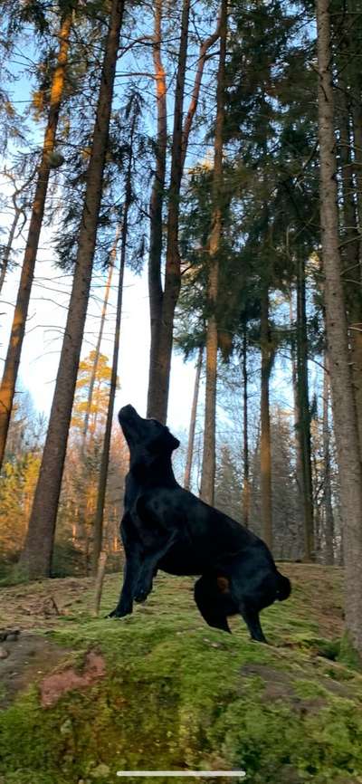 Wald Bild-Beitrag-Bild