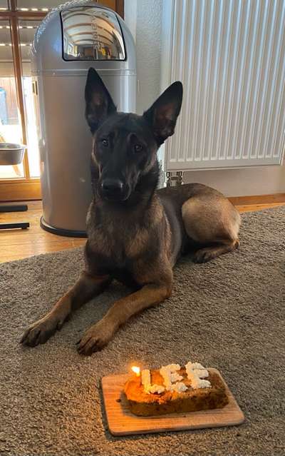 Deutsche Schäferhunde, Belgische Schäferhunde.-Beitrag-Bild