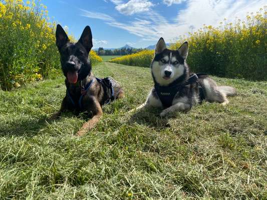 Die Dogorama Monats Challenge "Es grünt und blüht"-Beitrag-Bild