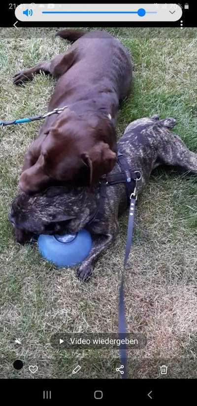 Die Dogorama Kalender Challenge 4/4-Beitrag-Bild