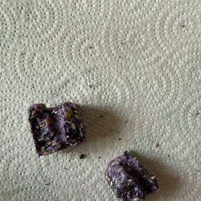 Giftköder-Rattengift bei Madam Eule Schloßallee-Bild