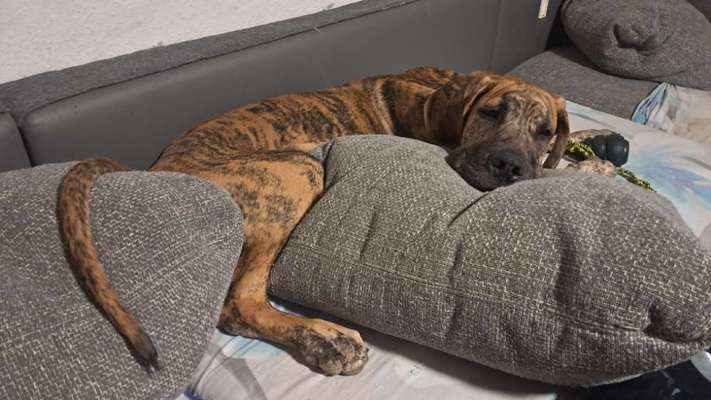 Hundetreffen-Gassigehen-Bild