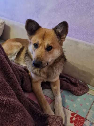 Mischlinge raten - Rätselspaß-Beitrag-Bild