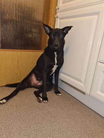 Mischlinge raten - Rätselspaß-Beitrag-Bild