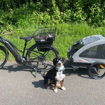 Hundetreffen-Gassirunde mit Freispiel-Bild