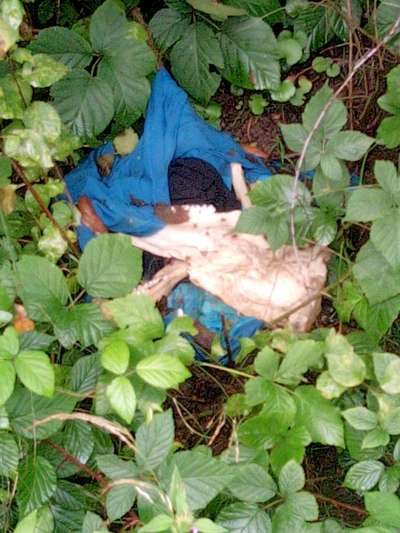 Giftköder-Kadaver-Bild