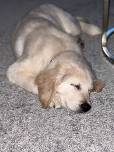 Wo sind die Golden Retriever Liebhaber?-Beitrag-Bild