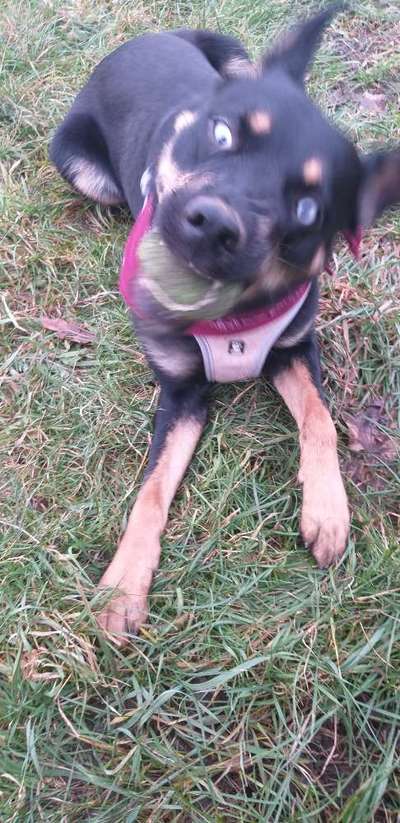 Die Dogorama Wochen Challenge-Beitrag-Bild