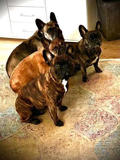 Französische Bulldoggen-Beitrag-Bild