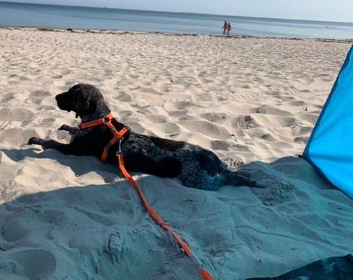 Dogorama-Monats-Challenge-Mai "Wasser"-Beitrag-Bild