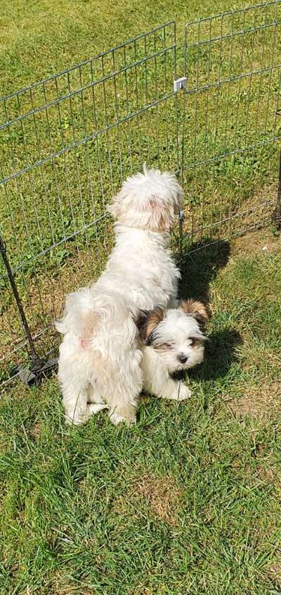 Spike der verrückte-Beitrag-Bild