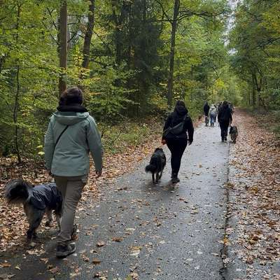 Hundetreffen-Aktive Trainingsgruppe Landkreis Roth-Bild