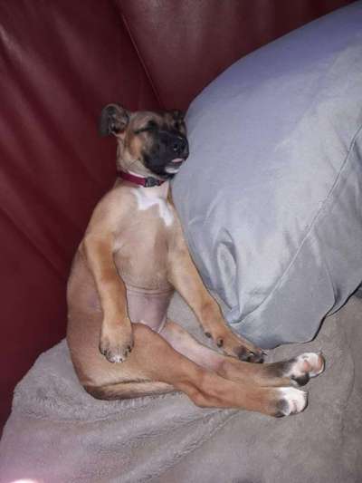 Zeige das lustigste Bild eures Hundis-Beitrag-Bild